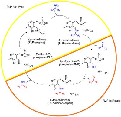 Enhancing PLP-Binding Capacity of Class-III ω-Transaminase by Single Residue Substitution